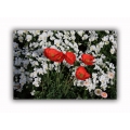 Roter Mohn